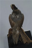 珠頸翎鶉藏品圖，第12張